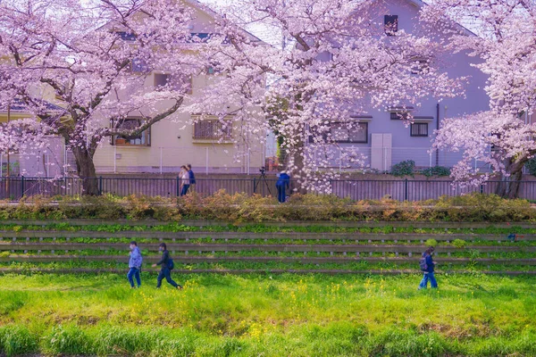 Chofu Flores Cereja Florescendo Nogawa Localização Tiroteio Tóquio Área Metropolitana — Fotografia de Stock