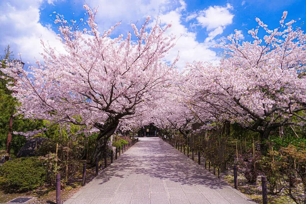 Třešňové Květy Plném Rozkvětu Junkongského Chrámu Místo Střelby Kamakura City — Stock fotografie