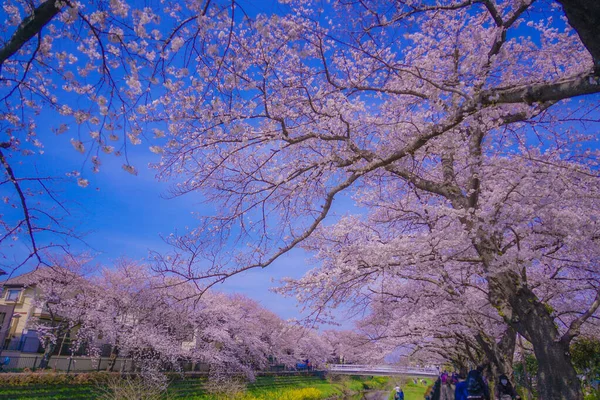 Chofu Cseresznyevirág Virágzik Nogawában Lövöldözés Helyszín Tokió Nagyvárosi Területe — Stock Fotó