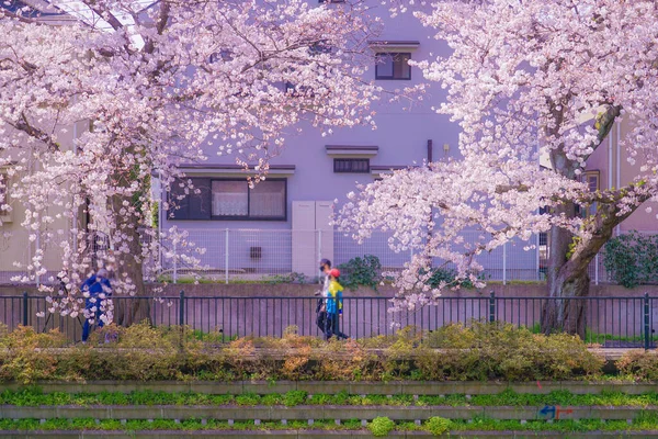 Chofu Kersenbloesems Bloeien Nogawa Schietplaats Grootstedelijk Gebied Van Tokio — Stockfoto