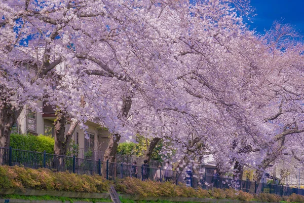 Chofu Třešňové Květy Kvetoucí Nogawě Místo Střelby Tokijská Metropolitní Oblast — Stock fotografie