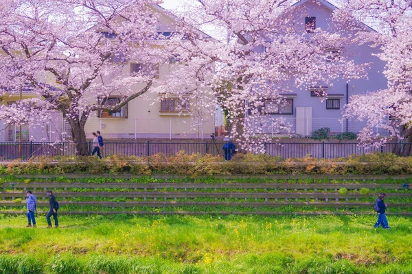 Chofu Fiori Ciliegio Sbocciano Nogawa Luogo Delle Riprese Area Metropolitana — Foto Stock