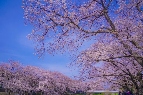 Chofu Cherry Blossoms Blooming Nogawa Shooting Location Tokyo Metropolitan Area — Stock Photo, Image