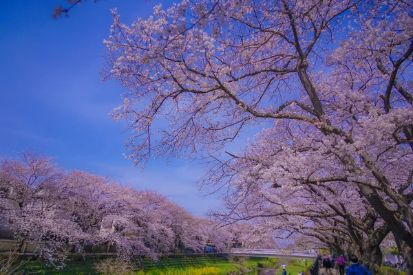 Квіти Чофу Вишня Цвітуть Ногаві Місце Зйомок Столична Агломерація Токіо — стокове фото