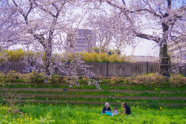 Chofu Nogawa的樱花盛开 射击地点 东京大都市地区 — 图库照片