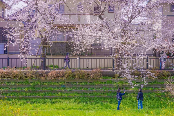 Chofu Flores Cereja Florescendo Nogawa Localização Tiroteio Tóquio Área Metropolitana — Fotografia de Stock