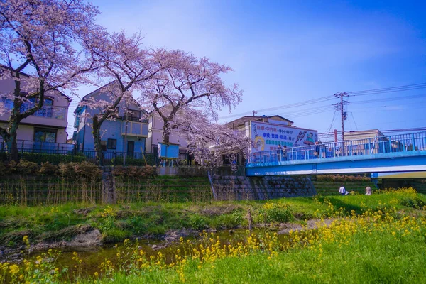 Chofu Άνθη Κερασιάς Ανθίζουν Στην Nogawa Τοποθεσία Μητροπολιτική Περιοχή Τόκιο — Φωτογραφία Αρχείου
