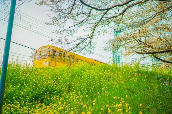 西武多摩川線と菜の花畑 撮影場所 東京都 — ストック写真