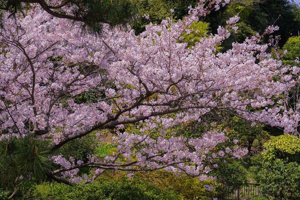 中光寺の満開の桜 撮影場所 神奈川県鎌倉市 — ストック写真