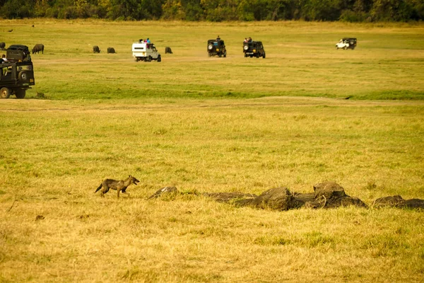 Jeep Safari Sri Lanka Minneria National Park Shooting Location Sri — Stock Photo, Image