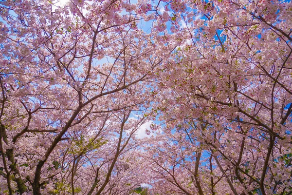 Kirschblüten Der Vollen Blüte Des Junkong Tempels Drehort Stadt Kamakura — Stockfoto