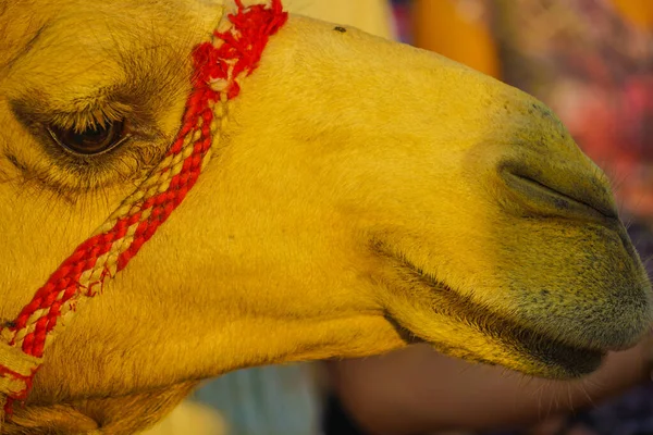 Arabian Desert Camel Verenigde Arabische Emiraten Schietplaats Dubai — Stockfoto