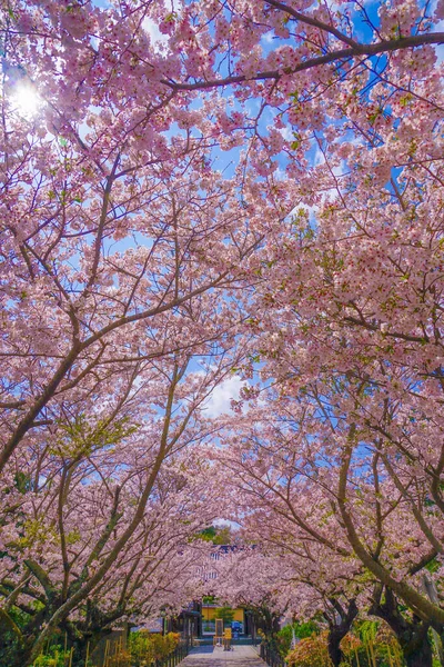 Cseresznyevirágzás Junkong Templom Teljes Virágjában Lövöldözés Helye Kamakura City Kanagawa — Stock Fotó