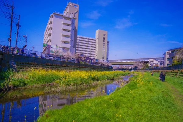 Chofu Flores Cereja Florescendo Nogawa Localização Tiroteio Tóquio Área Metropolitana — Fotografia de Stock