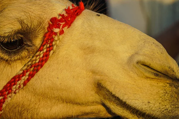 Arabian Desert Camel Emiratos Árabes Unidos Ubicación Del Disparo Dubai —  Fotos de Stock