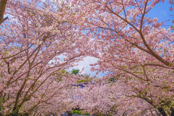 Kwitnie Wiśnia Pełnym Rozkwicie Świątyni Junkong Rozmieszczenie Kamakura City Prefektura — Zdjęcie stockowe