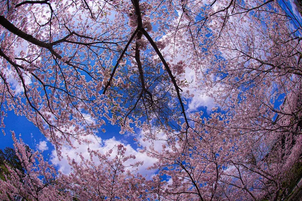 Kwitnie Wiśnia Pełnym Rozkwicie Świątyni Junkong Rozmieszczenie Kamakura City Prefektura — Zdjęcie stockowe