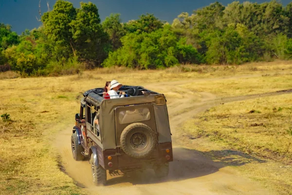 Jeep Safari Srí Lanka Národním Parku Minneria Místo Focení Srí — Stock fotografie