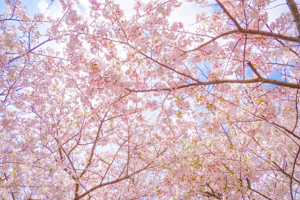 Kirschblüten Der Vollen Blüte Des Junkong Tempels Drehort Stadt Kamakura — Stockfoto