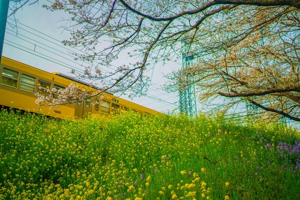 Seibu Tamagawa Hattı Tecavüz Çiçeği Tarlası Çekim Yeri Tokyo Büyükşehir — Stok fotoğraf