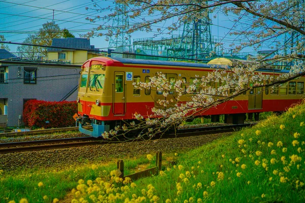 Seibu Tamagawa Line Och Ett Blomsterfält För Våldtäkt Fotografering Plats — Stockfoto