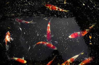 Bir kase yüzme havuzu. Çekim yeri: Tokyo Meguro-ku