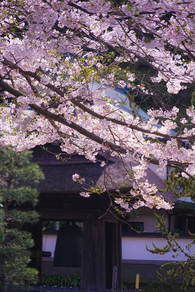 Квіти Вишневого Цвіту Повному Розквіті Храму Юнконг Місце Зйомок Місто — стокове фото