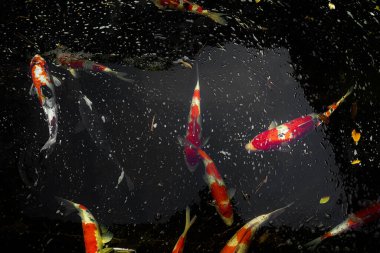 Bir kase yüzme havuzu. Çekim yeri: Tokyo Meguro-ku