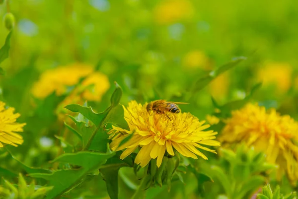 Τανπόπο Και Μέλισσα Τοποθεσία Λήψης Νομός Γιαμανάκα Γιαμανάσι — Φωτογραφία Αρχείου
