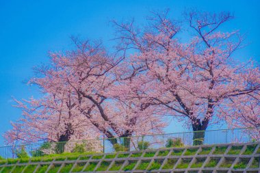 Kogaya Park 'ında kiraz çiçekleri. Çekim yeri: Kanagawa -ku, Yokohama