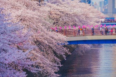 Meguro River and full bloom cherry blossoms. Shooting Location: Meguro -ku, Tokyo