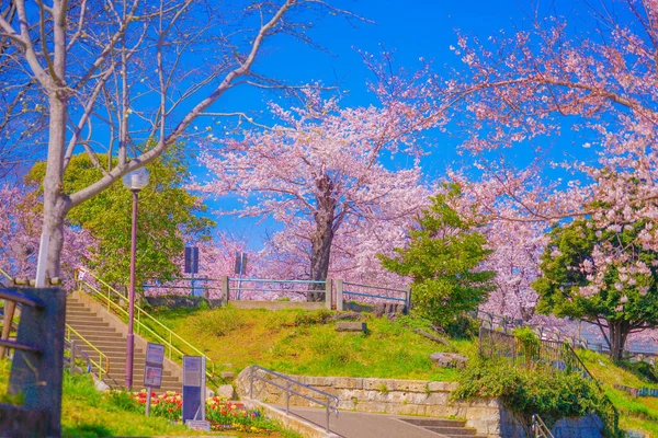 Cereja Floresce Kogaya Park Localização Tiroteio Kanagawa Yokohama — Fotografia de Stock