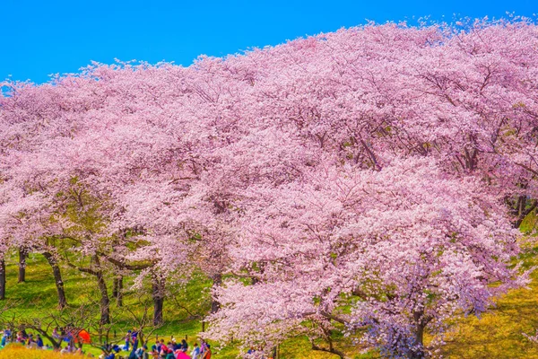Cherry Blossoms Honkanzan Park Shooting Location Naka Yokohama Shi — 스톡 사진