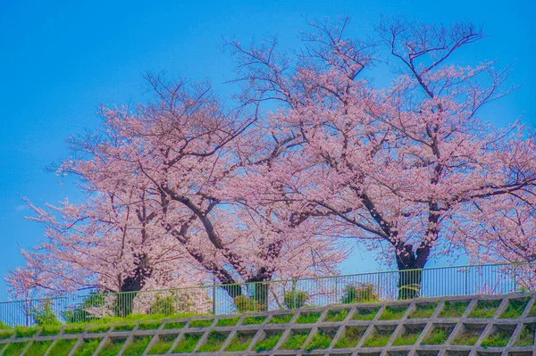 Cereja Floresce Kogaya Park Localização Tiroteio Kanagawa Yokohama — Fotografia de Stock