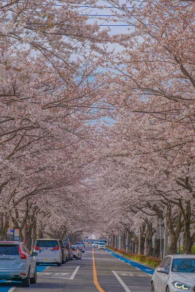 三鷹市大沢の桜 撮影場所 東京都三鷹市 — ストック写真