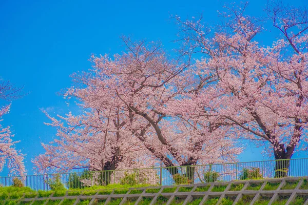 小ヶ谷公園の桜 撮影場所 横浜市神奈川区 — ストック写真
