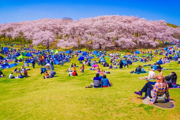 Άνθη Κερασιάς Στο Πάρκο Χονκανζάν Τοποθεσία Λήψης Naka Yokohama Shi — Φωτογραφία Αρχείου