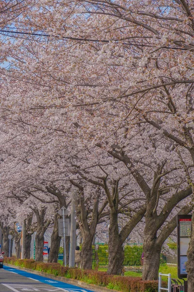 Sakura Osawa Mitaka City Shooting Location Mitaka City Tokyo — ストック写真