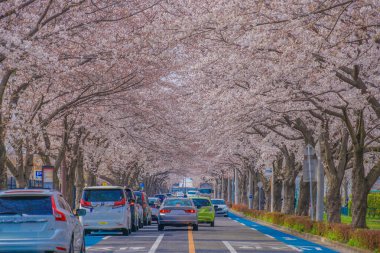 Mitaka City, Osawa 'da Sakura. Çekim yeri: Mitaka Şehri, Tokyo
