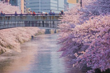 Meguro River and full bloom cherry blossoms. Shooting Location: Meguro -ku, Tokyo