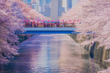 Meguro River and full bloom cherry blossoms. Shooting Location: Meguro -ku, Tokyo