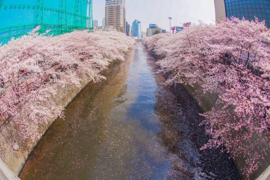 Meguro Nehri ve çiçek açan kiraz çiçekleri. Çekim yeri: Meguro -ku, Tokyo
