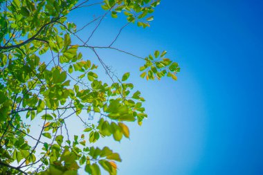 Taze yeşillik ve güneş ışınlarının görüntüsü. Çekim yeri: Naka -ku, Yokohama -shi