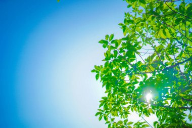 Taze yeşillik ve güneş ışınlarının görüntüsü. Çekim yeri: Naka -ku, Yokohama -shi