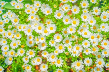 Beyaz ve sarı çiçekler (papatya çayı). Çekim Konumu: Singapur