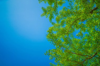 Taze yeşillik ve güneş ışınlarının görüntüsü. Çekim yeri: Naka -ku, Yokohama -shi