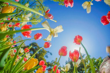 Renkli laleler ve güzel hava. Çekim yeri: Naka -ku, Yokohama -shi