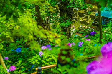 Jizo ve Hydrangea. Çekim yeri: Kamakura Şehri, Kanagawa Bölgesi
