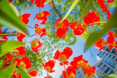 Bir sürü kırmızı lale. Çekim yeri: Naka -ku, Yokohama -shi