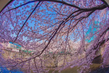 Meguro Nehri ve çiçek açan kiraz çiçekleri. Çekim yeri: Meguro -ku, Tokyo